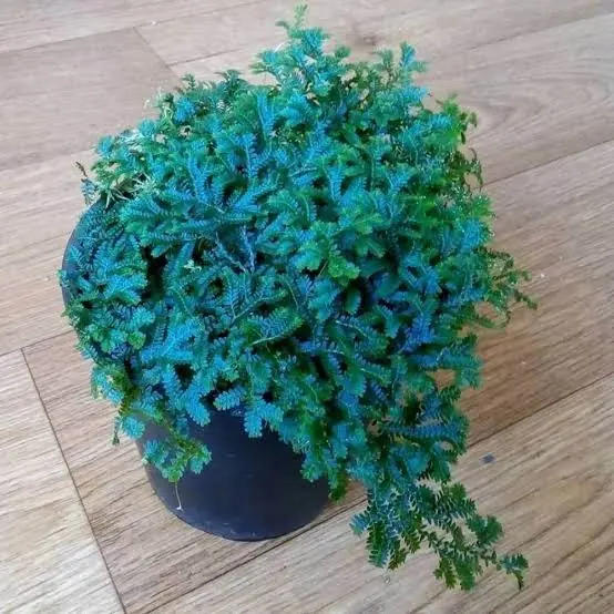 Blue Fern
